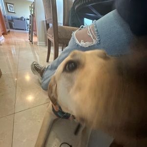 Meet your Posher, odel